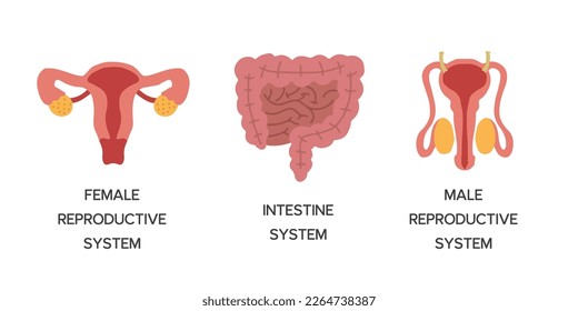 Human Internal organs, cartoon anatomy body parts, intestinal system, male and female reproductive system, vector illustration.