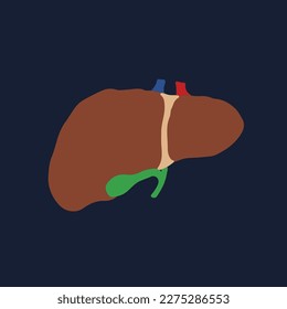 Human Internal organs, cartoon anatomy body part liver with gall bladder, vector illustration.