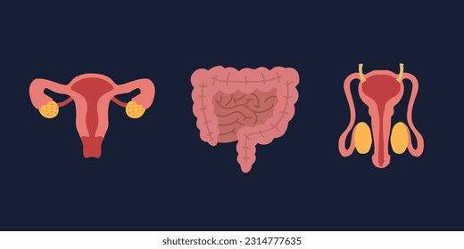 Human Internal organs, cartoon anatomy body parts, intestinal system, male and female reproductive system, vector illustration.