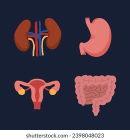 Interne Organe des Menschen, Karikaturen anatomische Körperteile Magen mit Darm-System, Nieren und weibliche Fortpflanzung, Vektorgrafik.