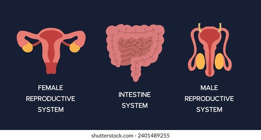 Human Internal organs, cartoon anatomy body parts, intestinal system, male and female reproductive system, vector illustration.