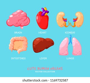 Human internal organs cartoon design. Human body organs icon. Kidneys, liver. Heart, brain and lungs. Anatomy medicine print. Children education body anatomy set.