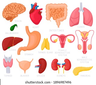 Human Internal Organs. Cartoon Human Organs, Heart, Liver, Stomach, Lungs, Uterus, Brain And Reproductive System. Internal Organs Vector Illustration Set. Anatomy, Medicine And Biology Concept