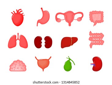 Human internal organs cartoon icon set. heart,liver,brain,stomach,lungs,kidneys,gallbladder,bladder,small intestine,colon,spleen,uterus Isolated on white background.  