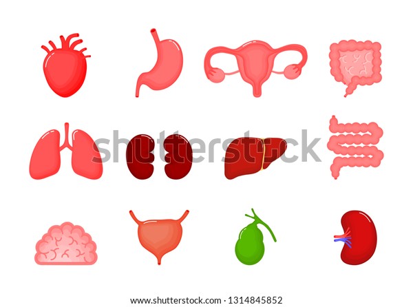 Human Internal Organs Cartoon Icon Set Stock Vector (Royalty Free ...