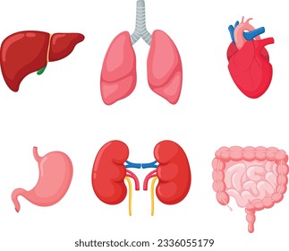 Human Internal organs cartoon, isolated on white