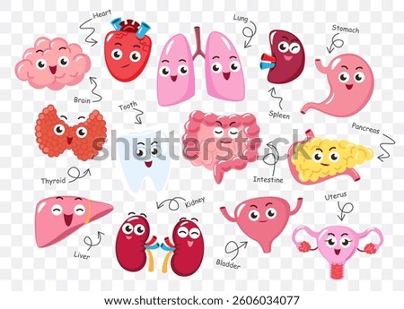 Human internal organs . Collection of cute funny medical cartoon characters . Isolated white background . Vector .