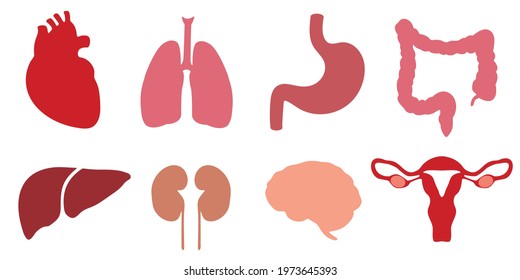 Human internal organs. Collection of organ icons. Vector elements