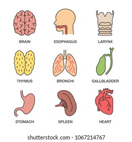 Human internal organs color icons set. Brain, esophagus, larynx, thymus, bronchi, gallbladder, stomach, spleen, heart. Isolated vector illustrations