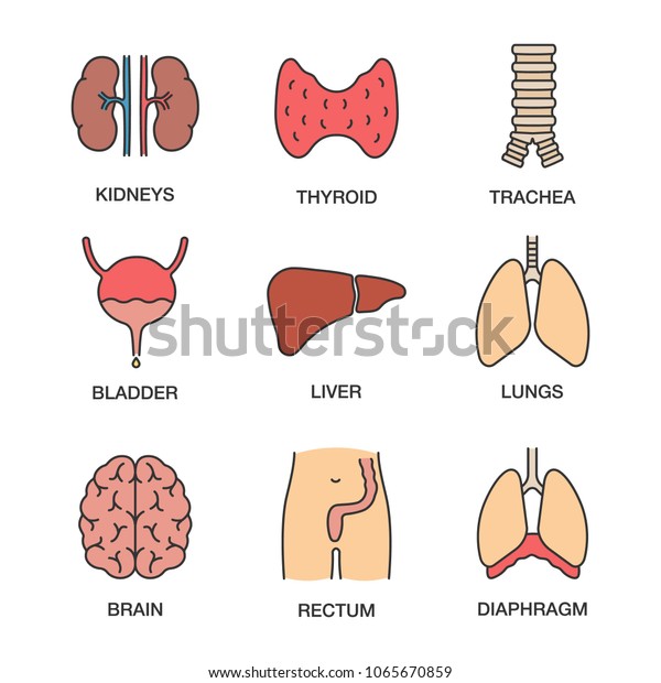 Human Internal Organs Color Icons Set Stock Vector (royalty Free 