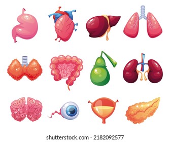 Human Internal Organs Concept Organ Donation Stock Vector (Royalty Free ...