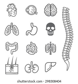 Human internal organs detailed icons set. Vector illustration