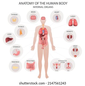 Human internal organs diagram. Infographic scheme with organs names and location. Vector illustration.