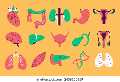 Human internal organs doodle line art style isolated set. Vector graphic design element illustration