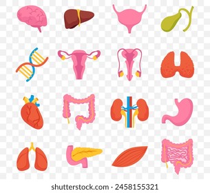 Los órganos internos humanos garabatean el conjunto aislado del estilo del arte de la línea. Ilustración del elemento de Diseño gráfico de Vector