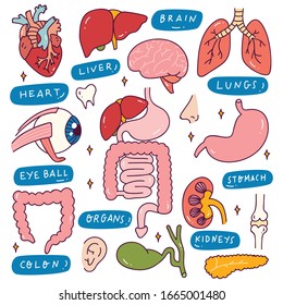 Human Internal Organs in Doodle Style Illustration
