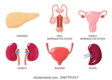 Símbolos anatómicos planos de los órganos internos humanos. Conjunto de íconos Horizontales con los riñones del páncreas y la Ilustración vectorial del bazo de la vejiga masculina y femenina del sistema reproductor.