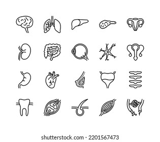 Human internal organs flat line icons set. Anatomy symbols - lung, muscle, eyeball, liver, stomach, kidney, urinary, bone. Simple flat vector illustration for web site or mobile app.