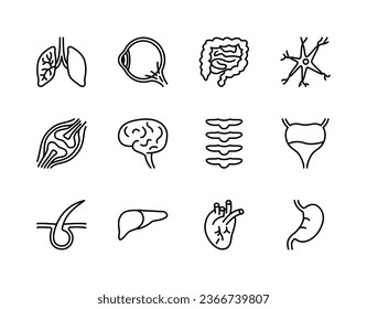 Human internal organs flat line icons set. Anatomy symbols - lung, muscle, eyeball, liver, stomach, kidney, urinary, bone. Simple flat vector illustration for web site or mobile app
