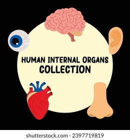 human internal organs flat vector set collection