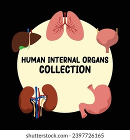human internal organs flat vector collection set