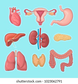 Human internal organs. Heart, female reproductive system, stomach, pancreas, kidneys, liver, lungs, large intestine and thyroid. Flat vector for educational anatomy book