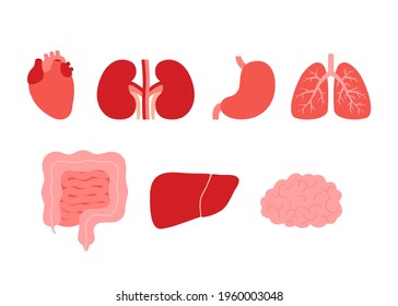 Human internal organs heart, kidneys, stomach, lungs, intestine, liver, brain. Respiratory, digestive, cardiovascular and excretory system. Vector cartoon illustration