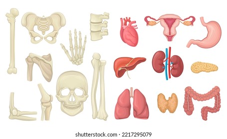 Human Internal Organs with Heart, Liver and Kidney and Bones with Skull Vector Set