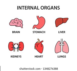 Human internal organs icon collection. Healthy strong organs. Heart, liver, brain, stomach, lungs kidneys Vector illustration