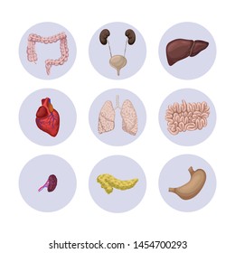 Human internal organs icon set. Human anatomy, medical reference material. Vector illustration in cartoon style isolated on white background
