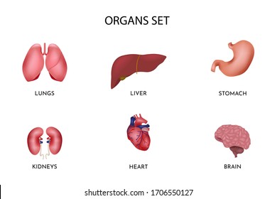 Human internal organs icon set. Contains liver, brain, kidneys, lungs, heart, stomach. Medical science