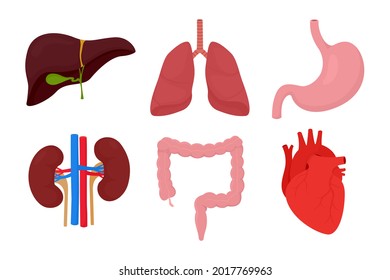 Human internal organs. Icon set with heart, liver, lungs, kidneys, stomach, intestines isolted on white background.
