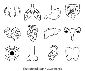Human internal organs icon set in thin line style. Medical symbols collection. Medicine and health with elements for mobile concepts and web apps. Collection modern infographic logo and pictogram.