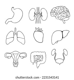 Conjunto de iconos de órganos internos humanos. Estómago, riñón, cerebro, pulmones, corazón, hígado, útero, intestino, vejiga. Ilustración vectorial en ;estilo de arte de línea aislado en fondo blanco. Diseño de esquema