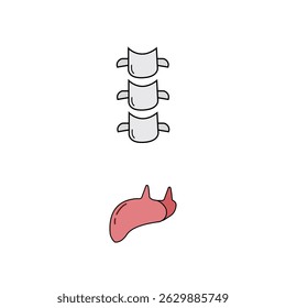 Human Internal Organs Icon Set