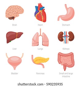 245,131 Body Organs Images, Stock Photos & Vectors | Shutterstock