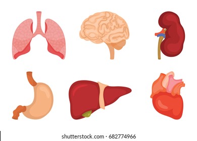 Human internal organs icon set. Vector illustration in cartoon style isolated on white background