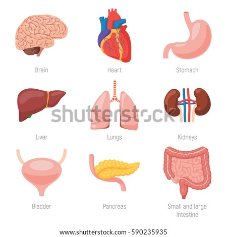 Human internal organs icon set. Vector illustration in cartoon style isolated on white background