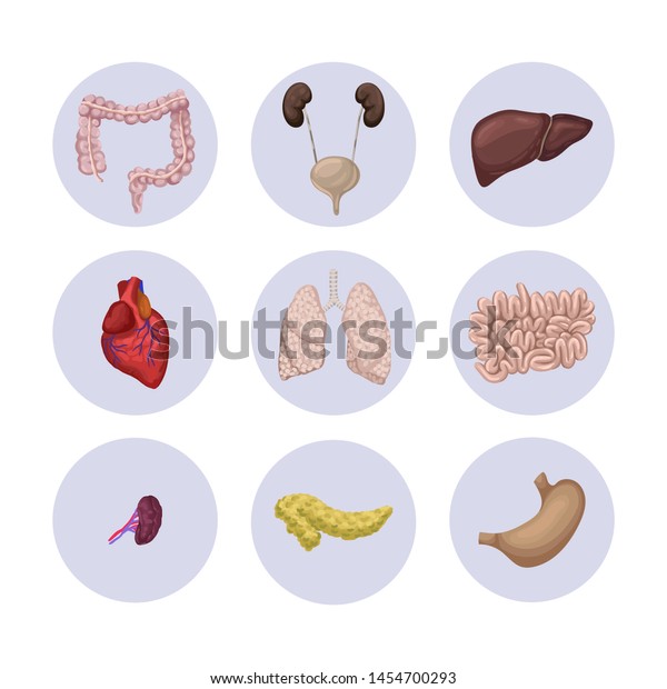 Human Internal Organs Icon Set Human Stock Vector Royalty Free 1454700293