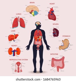 Human internal organs icons set. Human anatomy concept. Vector illustration