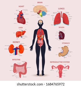 Human internal organs icons set. Human anatomy concept. Vector illustration