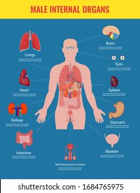 Human internal organs icons set. Human anatomy concept. Vector illustration