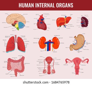 Human internal organs icons set. Human anatomy concept. Vector illustration
