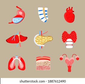 Human internal organs icons set vector. Spinal brain, stomach, heart are shown. Liver, lungs, pancreas are drawn in flat style. Thyroid, skin, biopsy and uterus for medical web, banner, app.