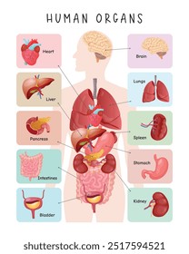 Human Internal Organs Illustration. Flat Poster of Inner Organs for Biology and Medicine. Educational Anatomy Chart for Medical Science, Featuring Heart, Brain, and Lungs - Modern Vector Design