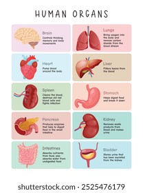 Human Internal Organs Illustration. Flat Poster of Inner Organs for Biology and Medicine. Educational Anatomy Chart for Medical Science, Featuring Heart, Brain, and Lungs - Modern Vector Design