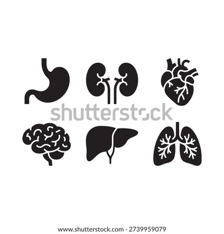 Human internal organs illustration stomach kidneys heart brain liver and lungs