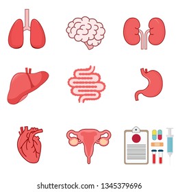 Human internal organs including brain, heart, liver, spleen, kidneys, reproductive system on white background. vector illustration