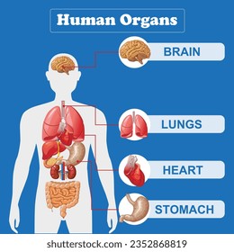 	
Human internal organs infographic anatomy body brain and kidney liver and lung stomach and heart