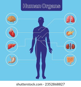 	
Órganos internos humanos anatomía infográfica cuerpo cerebro e hígado de riñón y estómago y corazón pulmonar